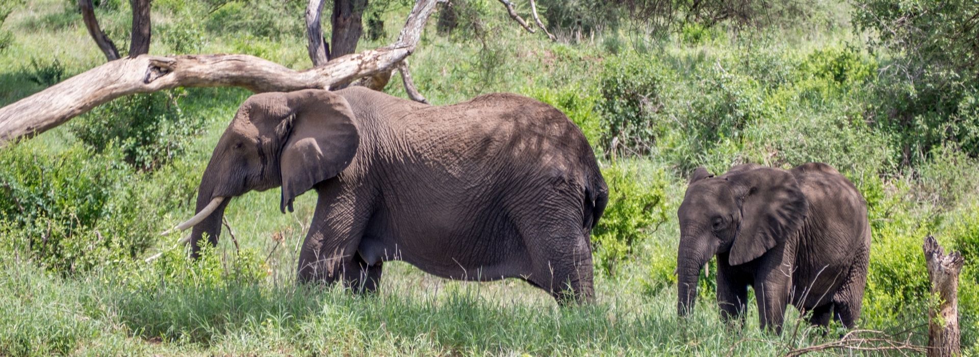 Elephants in Tarangire National Park