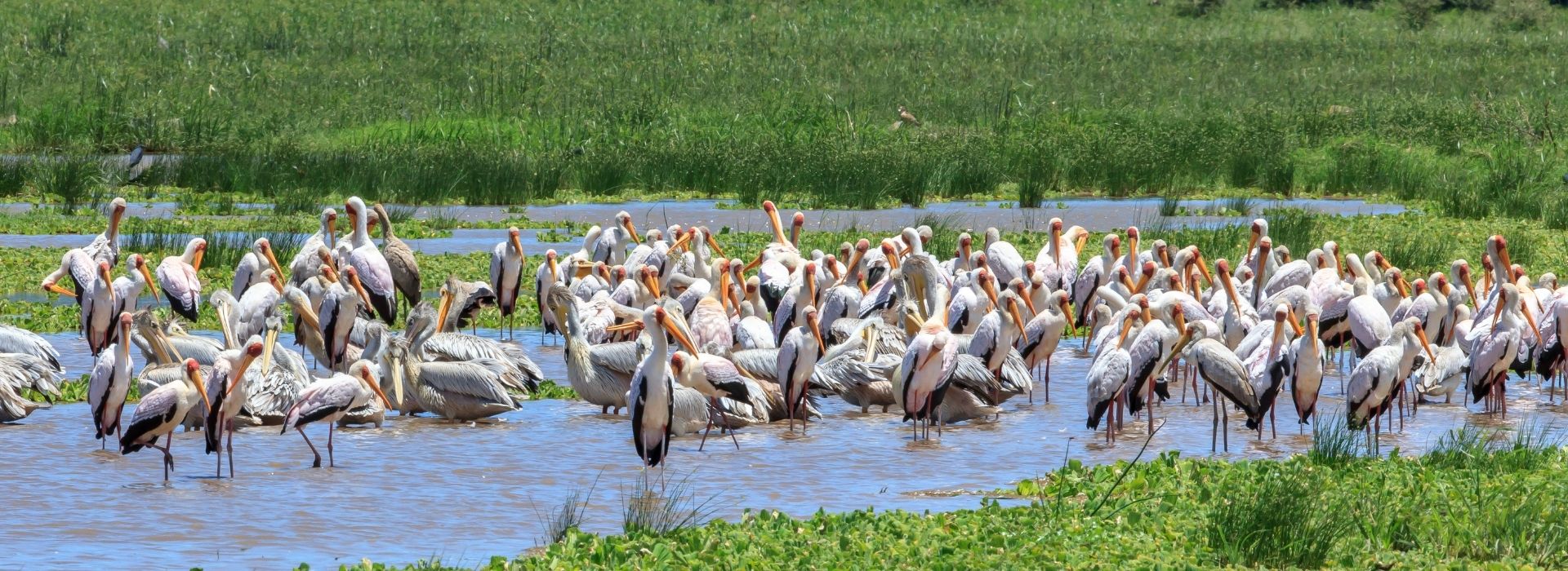 Birdlife in Lake Manyara National Park