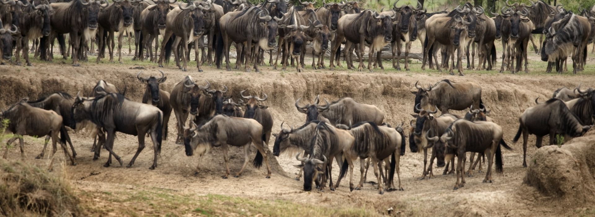 Wildebeest in Serengeti National Park