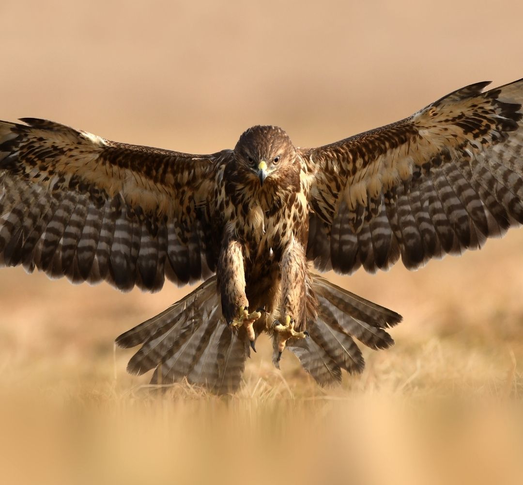 Augurbuzzard Expeditions ltd