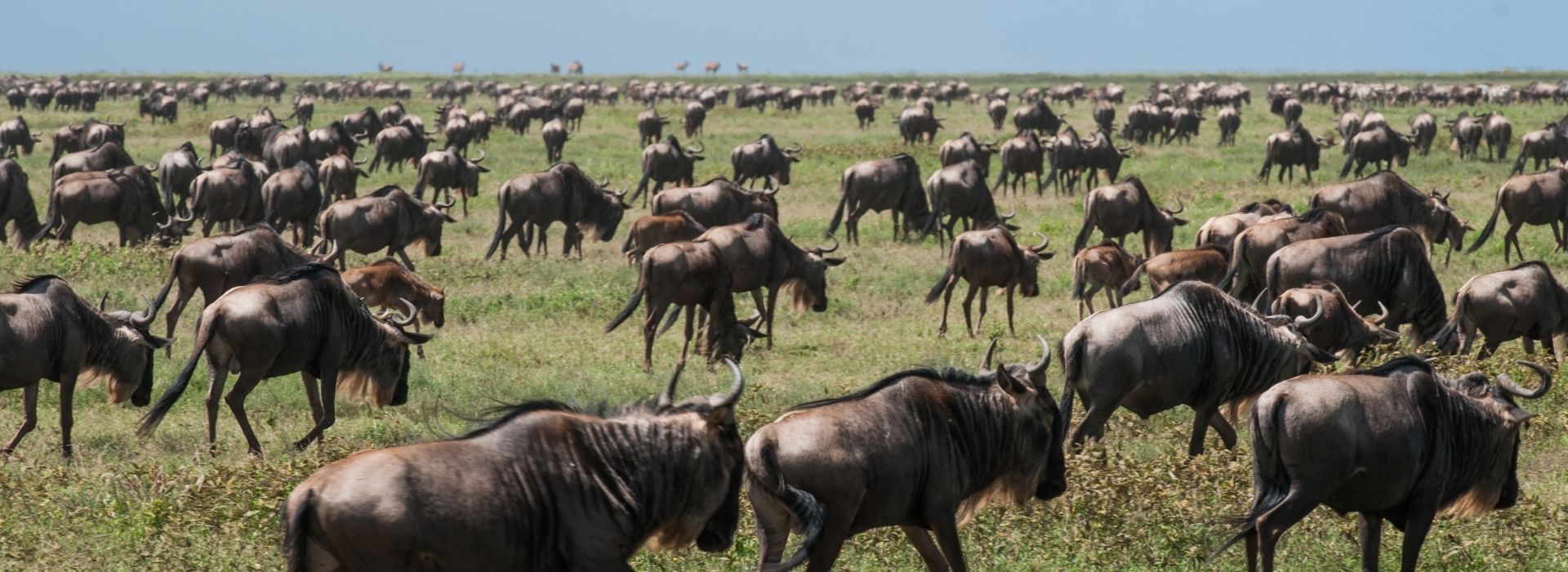 Wildebeest herds moving through Central Serengeti
