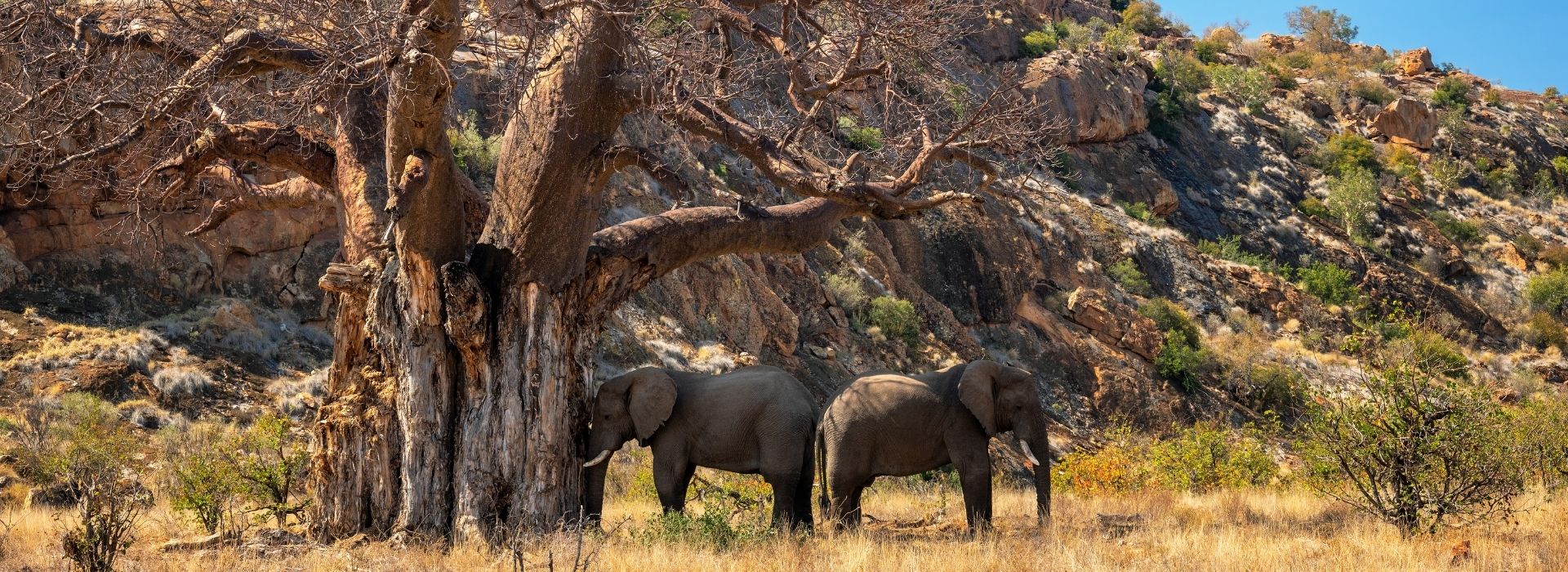 Elephants and baobab tree in Tarangire National Park