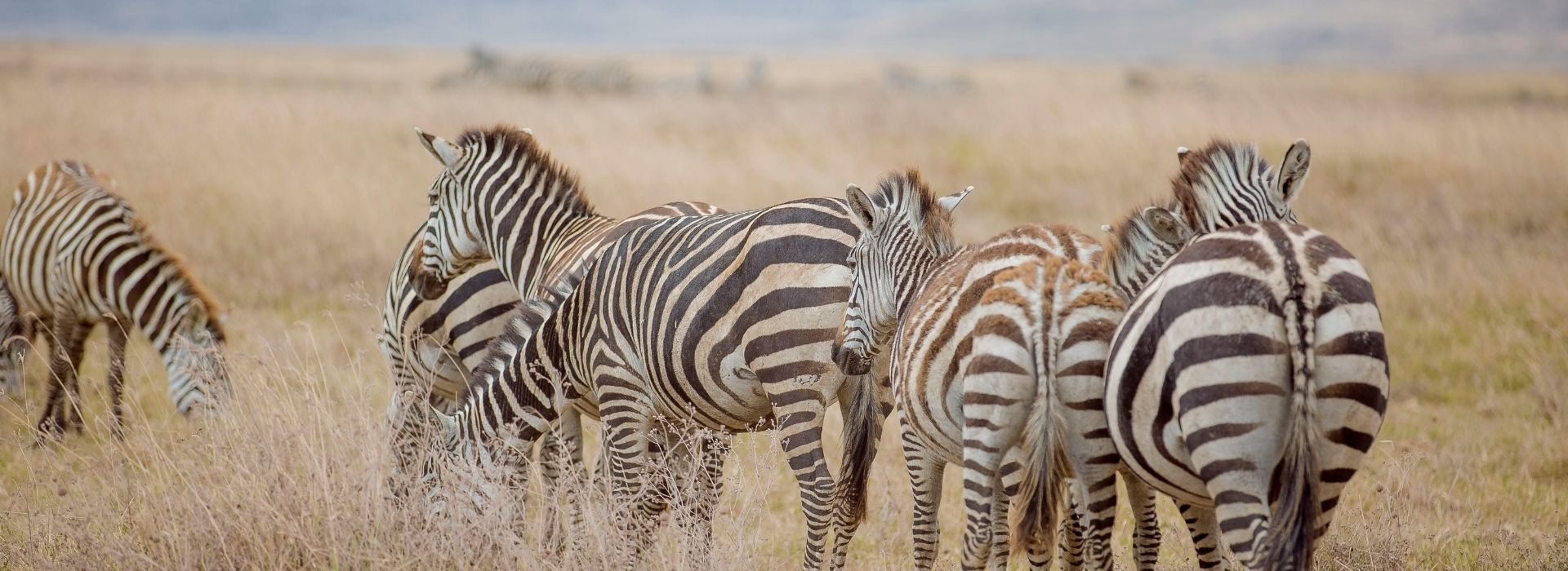 Tanzania Safari Four Seasons