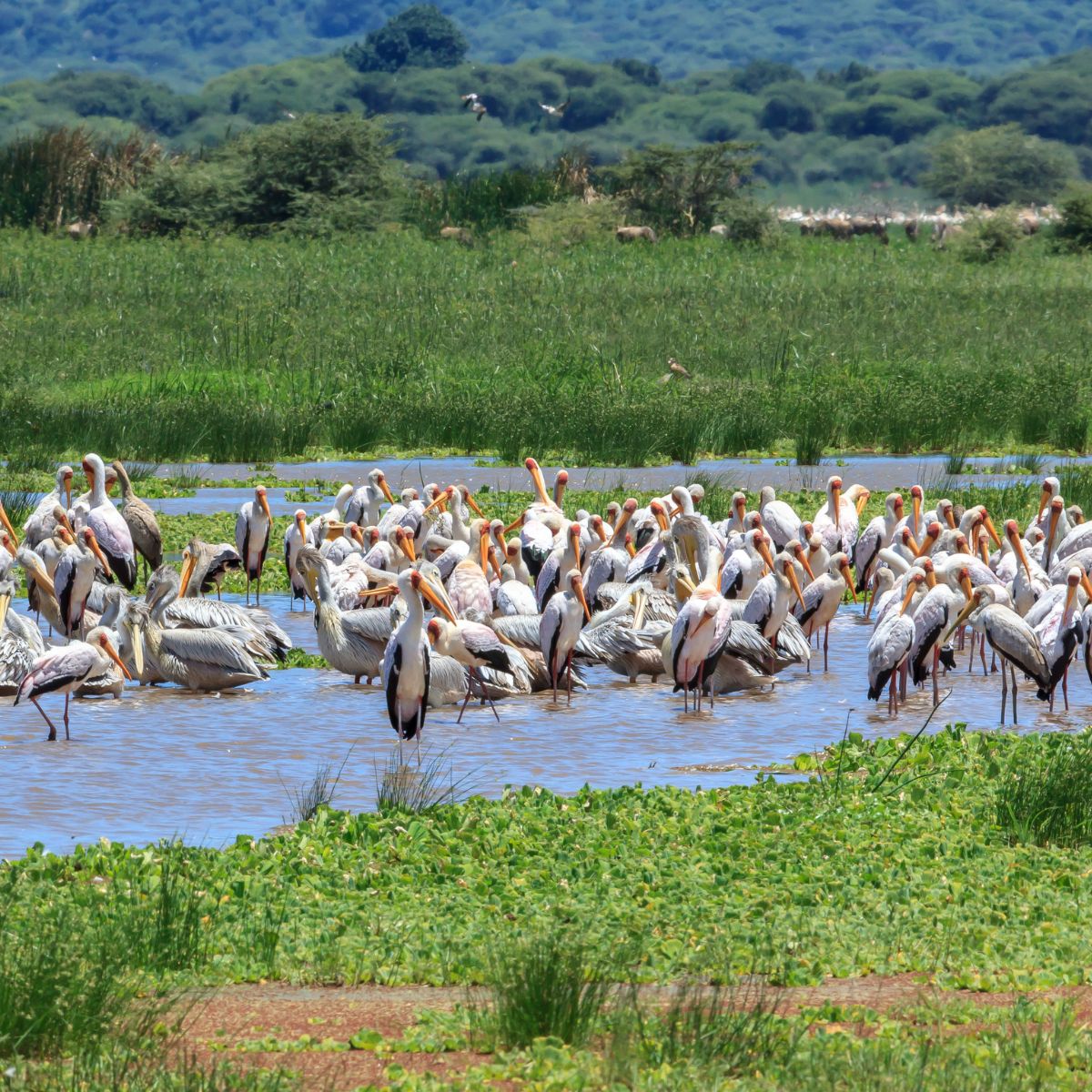 Lake Manyara National Park