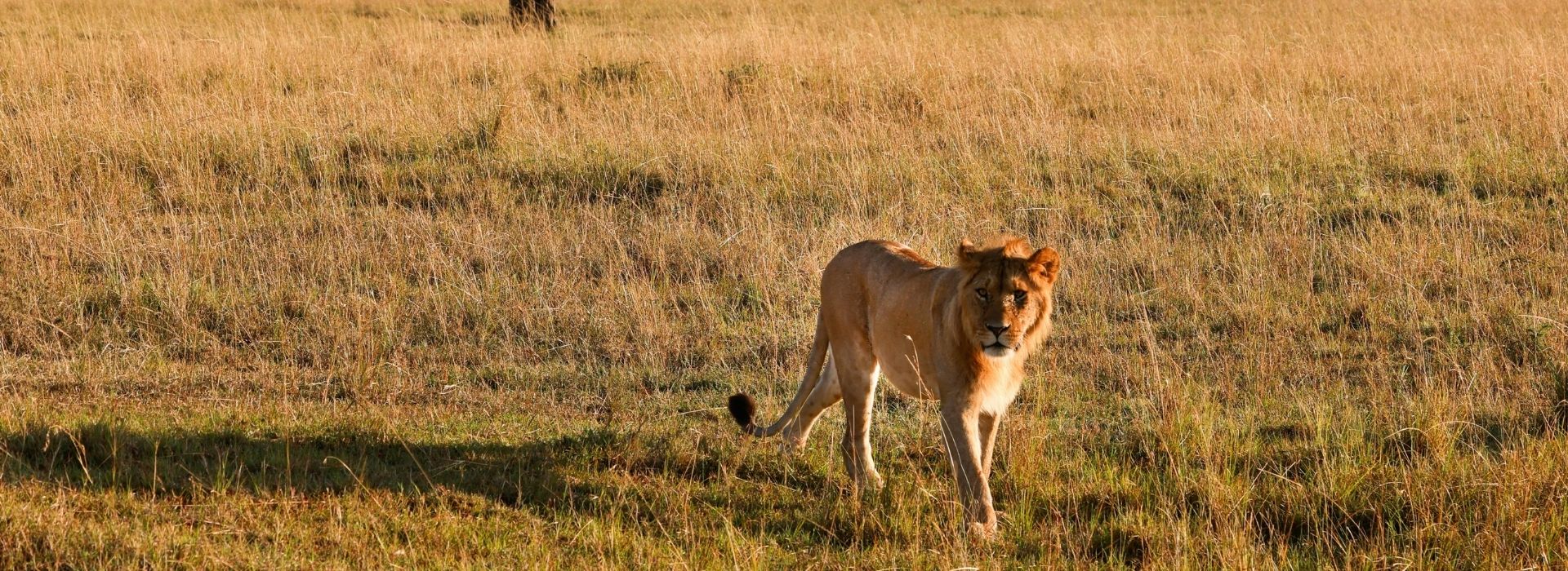 Lion walking in Serengeti during dry season