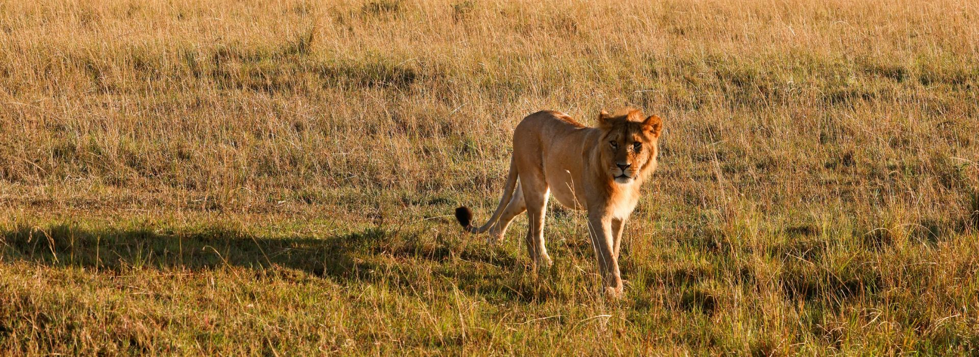 Serengeti Big Cats & Lake Manyara