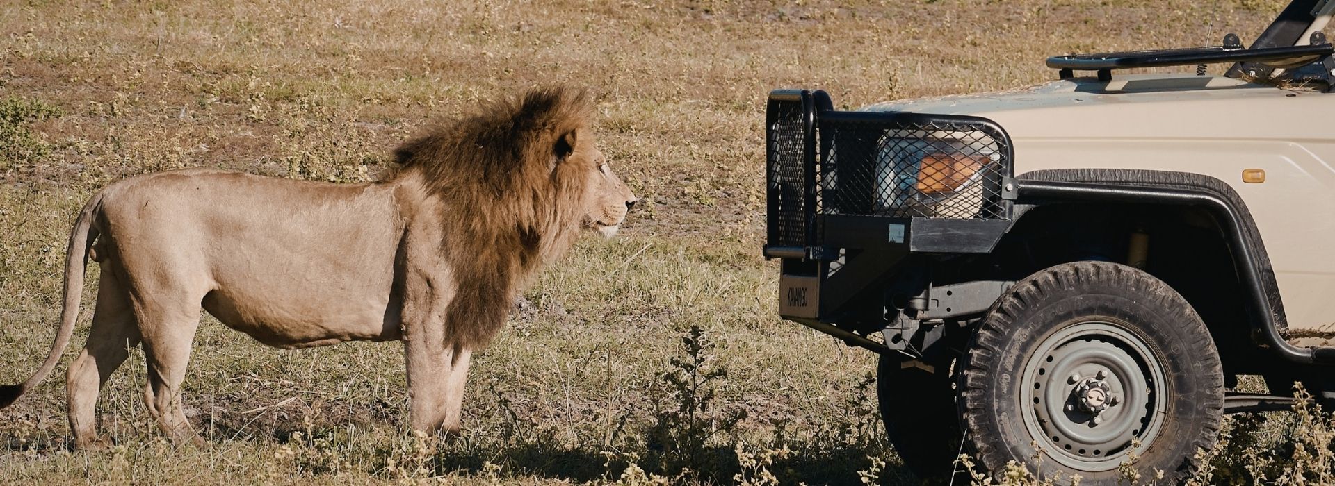 Safari vehicle near lion in Serengeti savannah