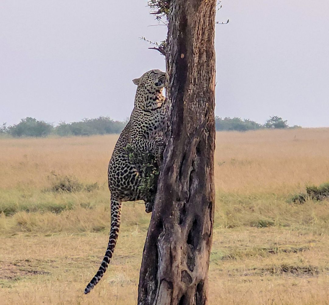 Marangu Eco Safari Tanzania