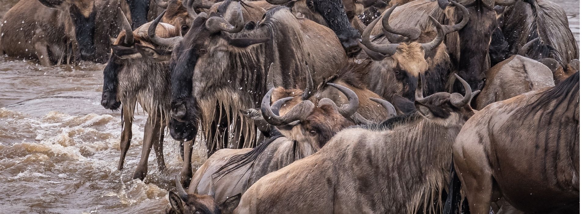 Best month for the Great Migration in Tanzania