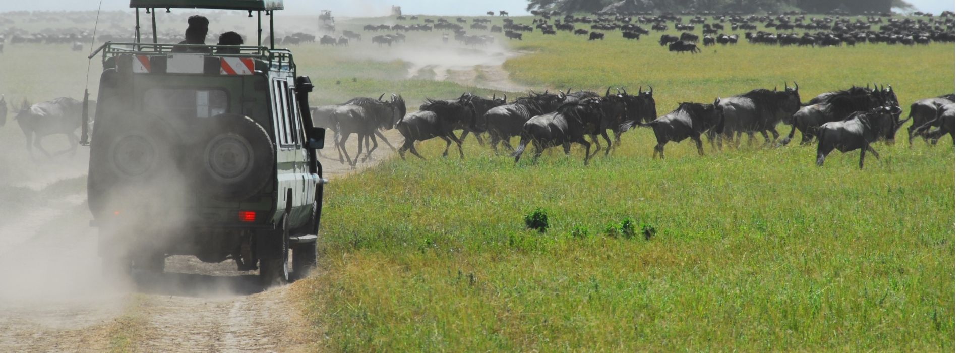 Safari vehicle surrounded by wildebeest migration in the Serengeti