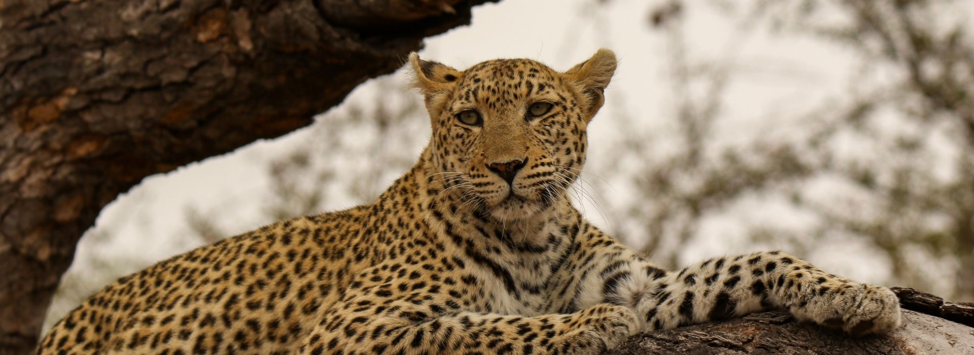 5 Days 4 Nights Safari in Tanzania