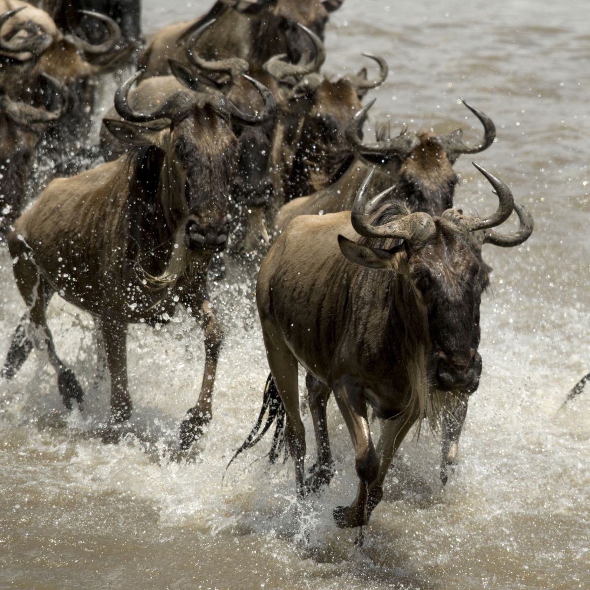 Serengeti National park