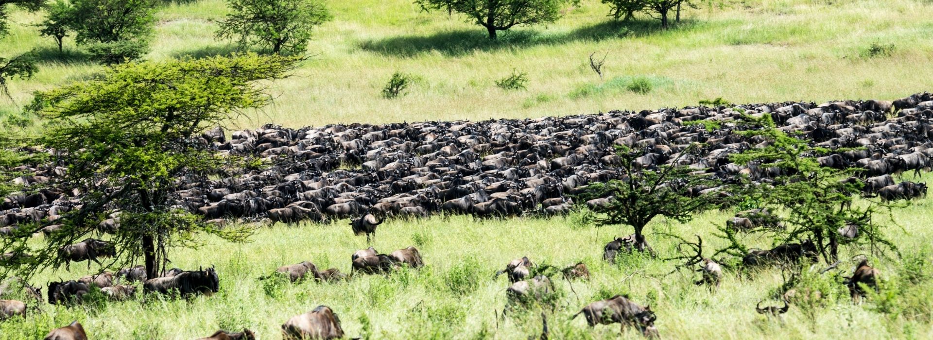 Wildebeest migration on Serengeti plains during calving season