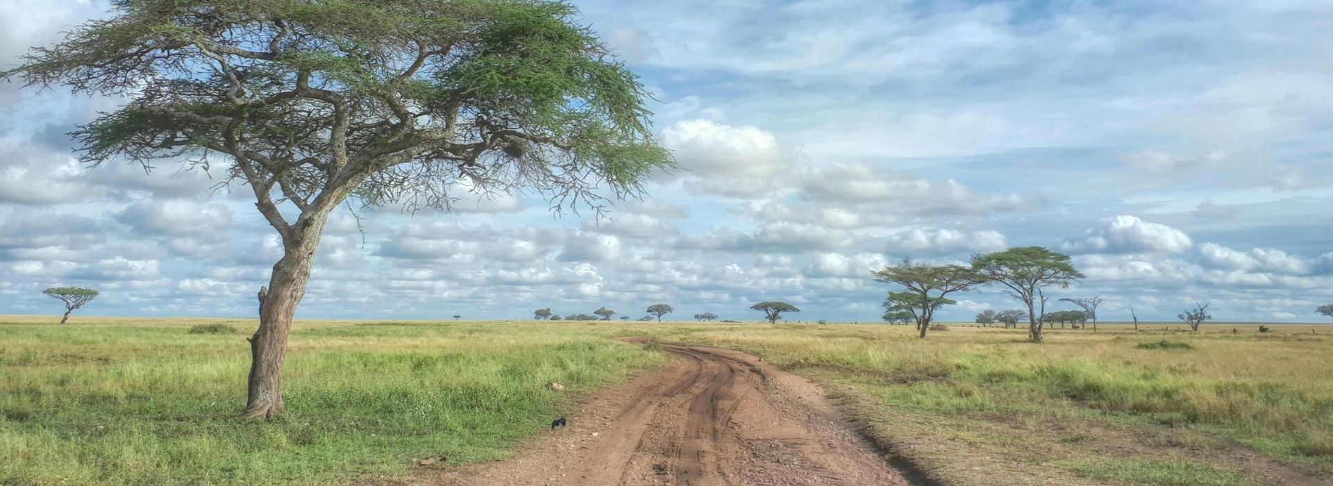 Tanzania Safari From India