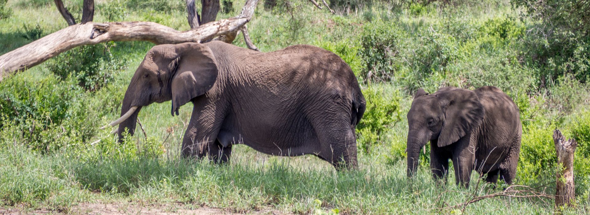 10 Days Tarangire, Serengeti, Ngorongoro & Lake Manyara Safari