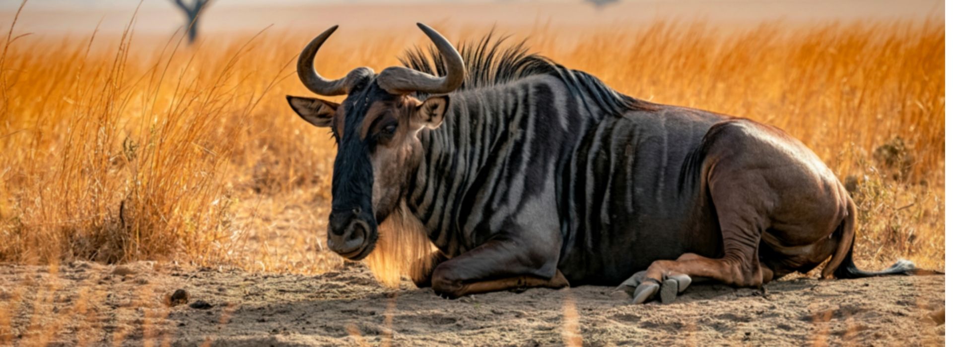 Dry season wildebeest on the Serengeti savanna