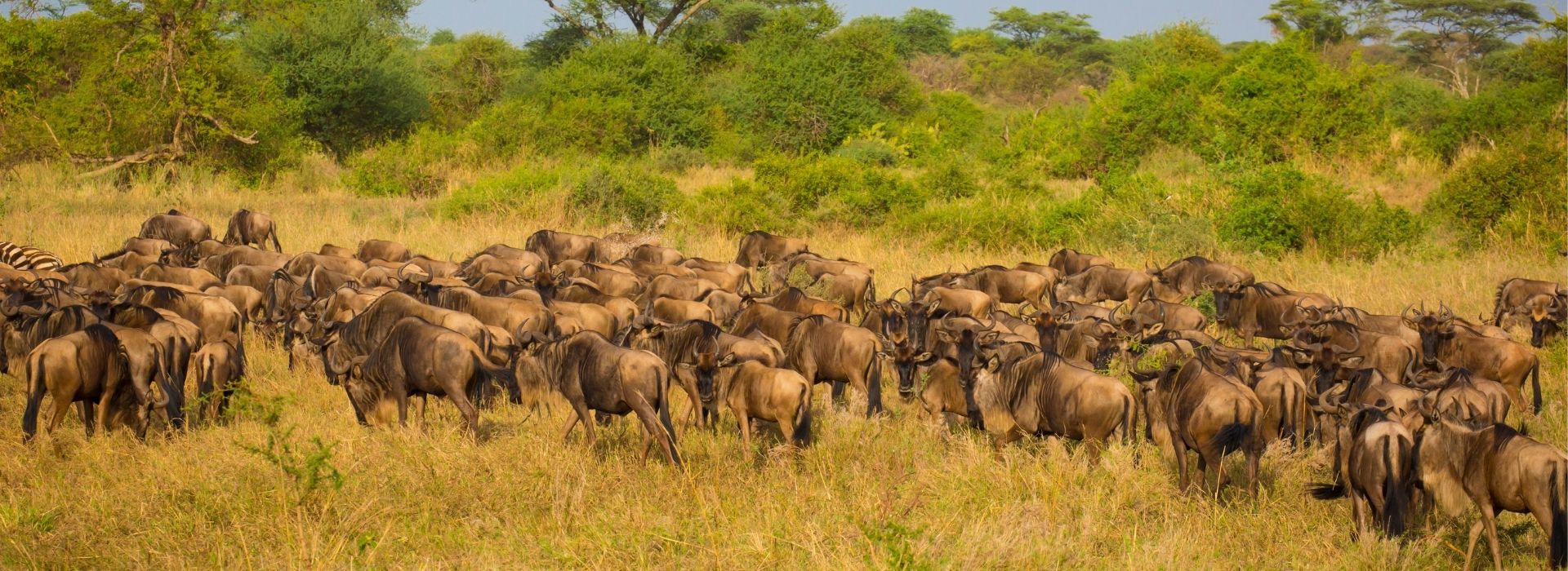 Wildebeest migration moving across the Serengeti plains in Tanzania