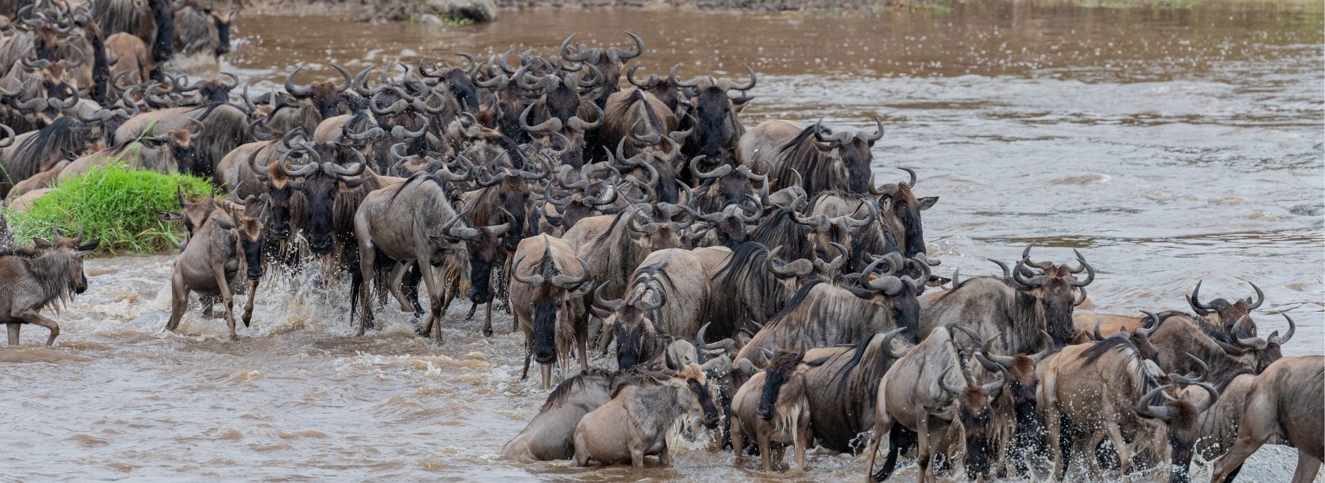 Wildebeest migration river crossing in the Serengeti