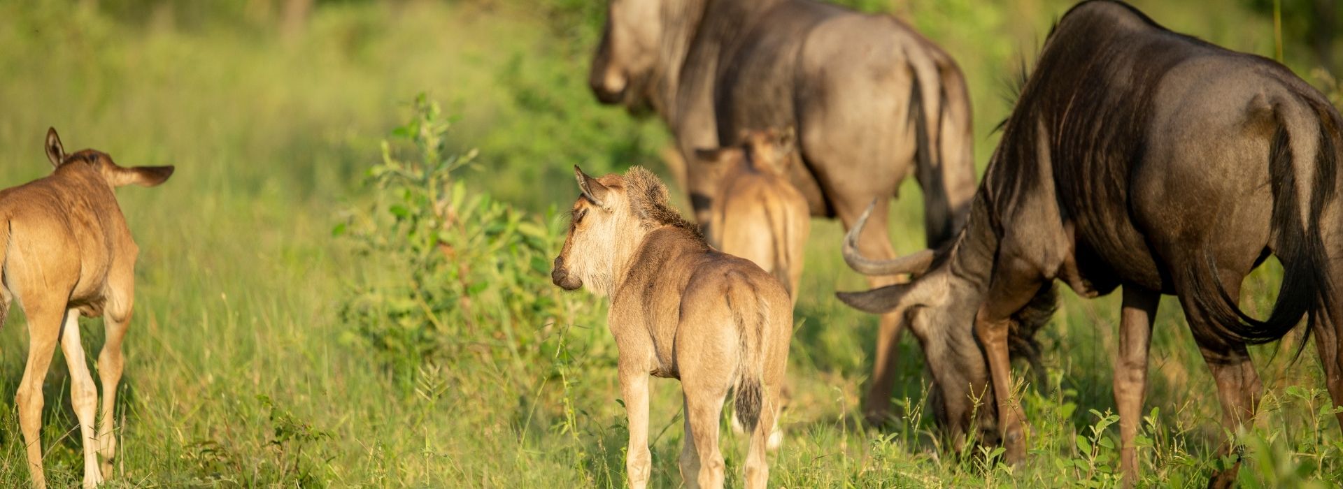 Wildebeest calving season in the southern Serengeti