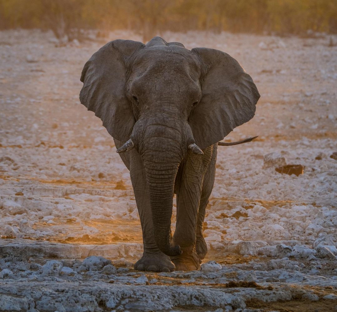 Travel Hype Adventures