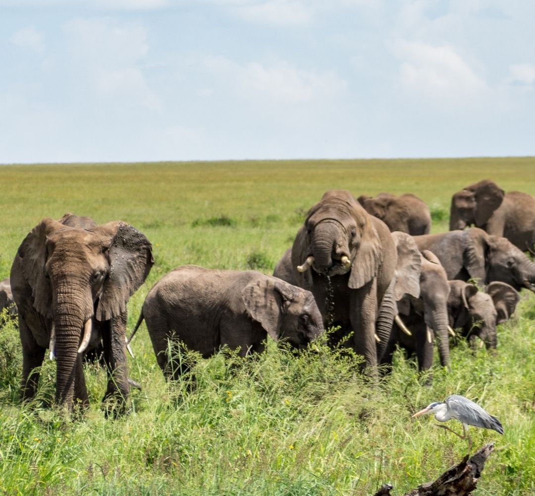 Hike Africa Tours and Safari