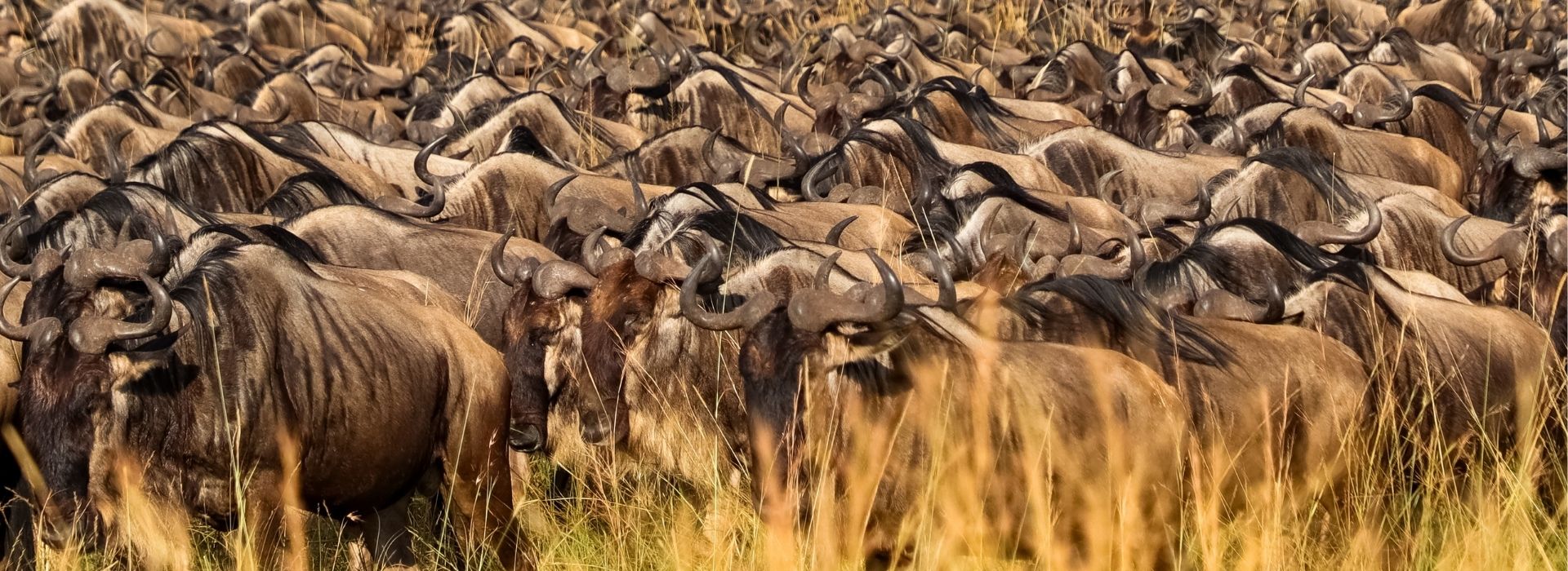 Huge herd of wildebeest in the northern Serengeti