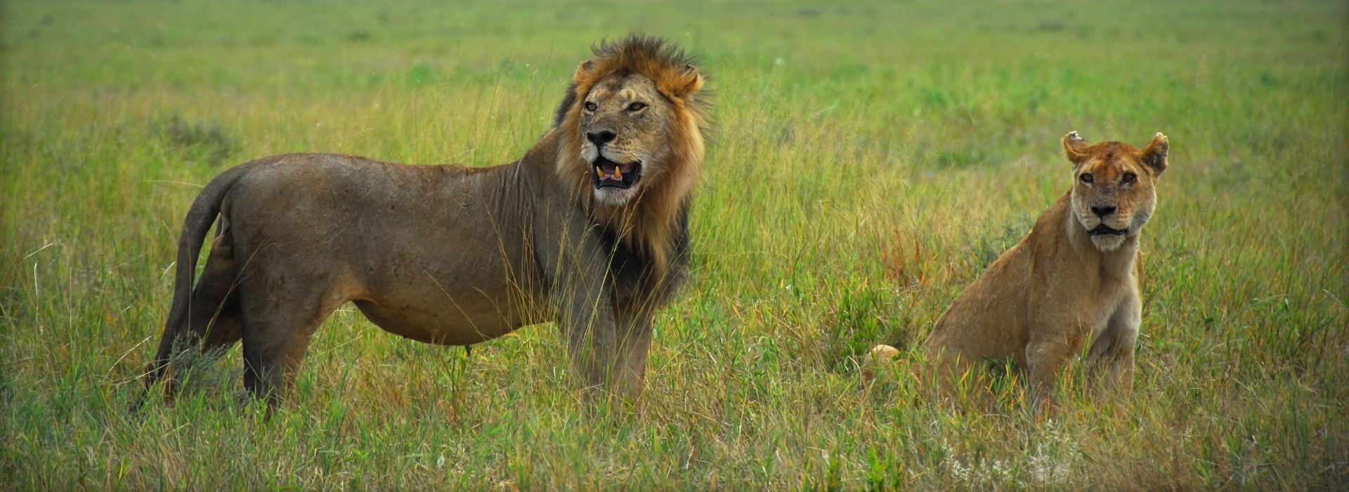 Lions in Serengeti National Park
