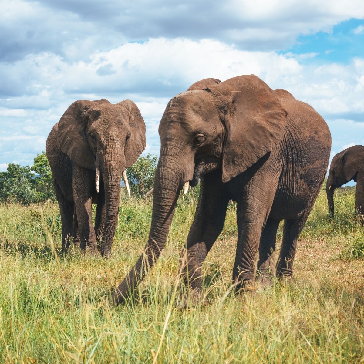 Tarangire National park
