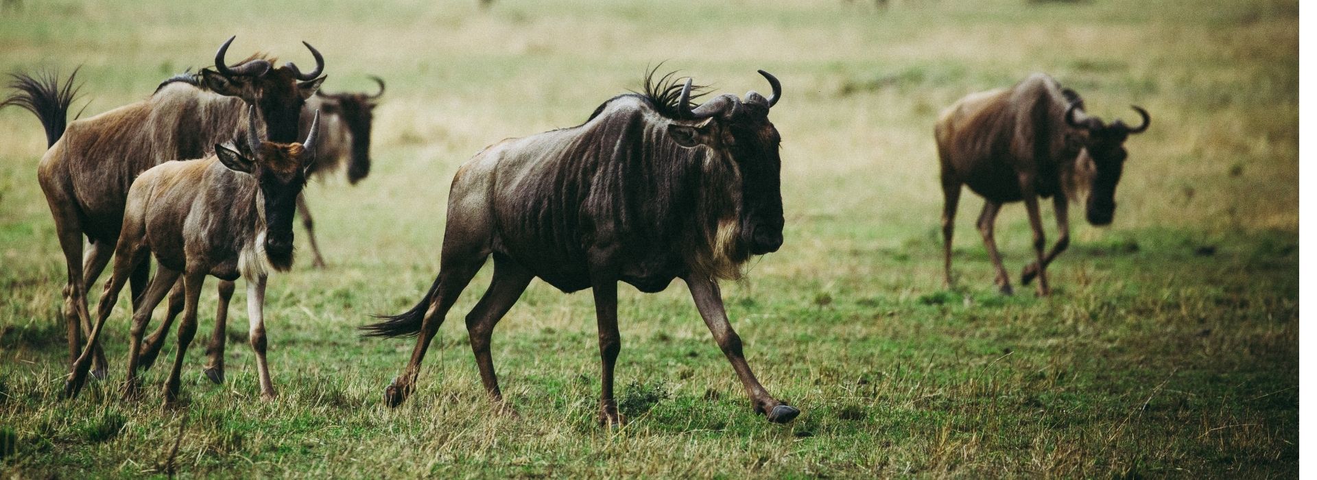 Wildebeest migration during the green season in Tanzania